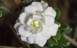Double Mint Gardenia - 1 Gallon Pot -Flowers World Shop Gardenia Double Mint 6 2