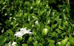 Double Mint Gardenia - 1 Gallon Pot -Flowers World Shop Gardenia Double Mint 7 2