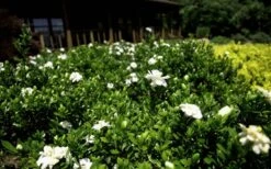 Double Mint Gardenia - 1 Gallon Pot -Flowers World Shop Gardenia Double Mint 8 2