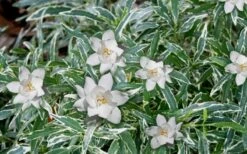 Variegated Creeping Dwarf Gardenia - 3 Gallon Pot -Flowers World Shop Gardenia Dwarf Radicans Variegated 3