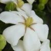Heaven Scent Gardenia - 2 Gallon Pot -Flowers World Shop Gardenia Heaven Scent 15 2