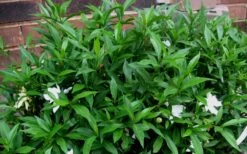 Radicans Creeping Dwarf Gardenia - 6 Pack Of 1 Gallon Pots -Flowers World Shop Gardenia Radicans 53