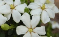 ScentAmazing Gardenia - 1 Gallon Pot -Flowers World Shop Gardenia Scentamazing 20