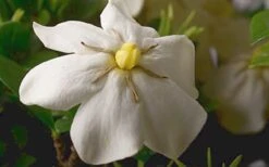 ScentAmazing Gardenia - 1 Gallon Pot -Flowers World Shop Gardenia Scentamazing Closeup