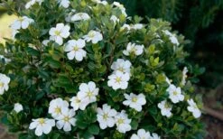 ScentAmazing Gardenia - 2 Gallon Pot -Flowers World Shop Gardenia Scentamazing Shrub 1