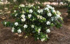 Sweet Tea Gardenia - 3 Gallon Pot -Flowers World Shop Gardenia Sweet Tea 5