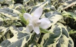 Variegated August Beauty Gardenia - 3 Gallon Pot -Flowers World Shop Gardenia Variegated 1 1