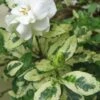 Variegated August Beauty Gardenia - 1 Gallon Pot -Flowers World Shop Gardenia Variegated BS 2