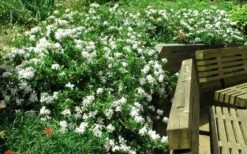 Radicans Creeping Dwarf Gardenia - 1 Gallon Pot 16 Radicans Creeping Dwarf Gardenia - 1 Gallon Pot -Flowers World Shop GardeniaRadicans 3 1