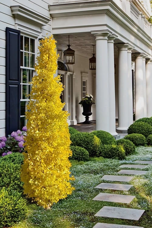 Sky Tower Ginkgo Maidenhair Tree (Male) - 2 Gallon Pot 6 Sky Tower Ginkgo Maidenhair Tree (Male) - 2 Gallon Pot - Image 4