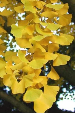 Sky Tower Ginkgo Maidenhair Tree (Male) - 3 Gallon Pot 13 Sky Tower Ginkgo Maidenhair Tree (Male) - 3 Gallon Pot -Flowers World Shop Ginkgo Sky Tower 2 1