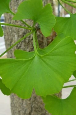 Sky Tower Ginkgo Maidenhair Tree (Male) - 3 Gallon Pot 12 Sky Tower Ginkgo Maidenhair Tree (Male) - 3 Gallon Pot -Flowers World Shop Ginkgo Tree 11 1