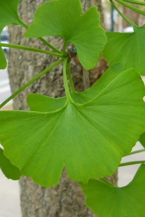Sky Tower Ginkgo Maidenhair Tree (Male) - 2 Gallon Pot 7 Sky Tower Ginkgo Maidenhair Tree (Male) - 2 Gallon Pot - Image 5