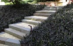 Black Mondo Grass - Ophiopogon Planiscapus 'Nigrescens' - 10 Pack Of Pint Pots -Flowers World Shop Grass Mondo Black 1