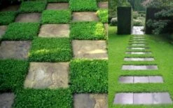 Dwarf Rupturewort Green Carpet - Herniaria Glabra - 5 Pack Of Pint Pots -Flowers World Shop Herniaria Dwarf Rutpurewort 2