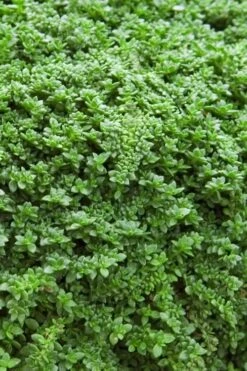 Dwarf Rupturewort Green Carpet - Herniaria Glabra - 5 Pack Of Pint Pots -Flowers World Shop Herniaria Dwarf Rutpurewort 20