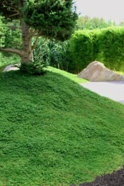 Dwarf Rupturewort Green Carpet - Herniaria Glabra - 5 Pack Of Pint Pots -Flowers World Shop Herniaria Dwarf Rutpurewort 25