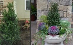 Pyramidal Compacta Japanese Holly - 3 Gallon Pot 11 Pyramidal Compacta Japanese Holly - 3 Gallon Pot -Flowers World Shop Holly Compacta Pyramidal 2