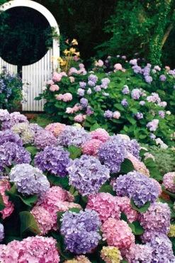 All Summer Beauty Hydrangea - 3 Gallon Pot -Flowers World Shop Hydrangea All Summer Beauty 2