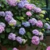 All Summer Beauty Hydrangea - 3 Gallon Pot 1 All Summer Beauty Hydrangea - 3 Gallon Pot -Flowers World Shop Hydrangea All Summer Beauty 3