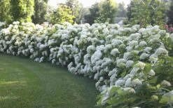 Annabelle Hydrangea - 3 Gallon Pot -Flowers World Shop Hydrangea Annabelle Hedge 1