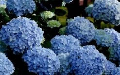 Big Daddy Hydrangea - 2 Gallon Pot -Flowers World Shop Hydrangea Big Daddy 1