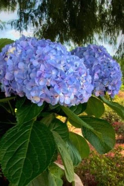 Big Daddy Hydrangea - 3 Gallon Pot -Flowers World Shop Hydrangea Big Daddy 500x750 4