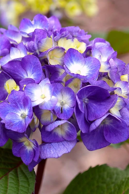 Bloomstruck Endless Summer Hydrangea - 2 Gallon Pot 3 Bloomstruck Endless Summer Hydrangea - 2 Gallon Pot