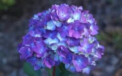 Bloomstruck Endless Summer Hydrangea - 1 Gallon Pot -Flowers World Shop Hydrangea Bloomstruck Bloom 2