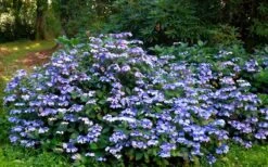 Blue Wave Lacecap Hydrangea - 3 Gallon Pot 14 Blue Wave Lacecap Hydrangea - 3 Gallon Pot -Flowers World Shop Hydrangea Blue Wave 2