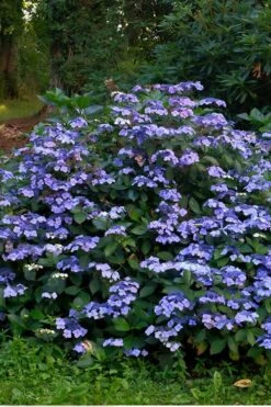 Blue Wave Lacecap Hydrangea - 3 Gallon Pot 13 Blue Wave Lacecap Hydrangea - 3 Gallon Pot -Flowers World Shop Hydrangea Blue Wave 3