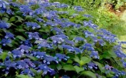 Bluebird Hydrangea - 2 Gallon Pot -Flowers World Shop Hydrangea Bluebird 3 1