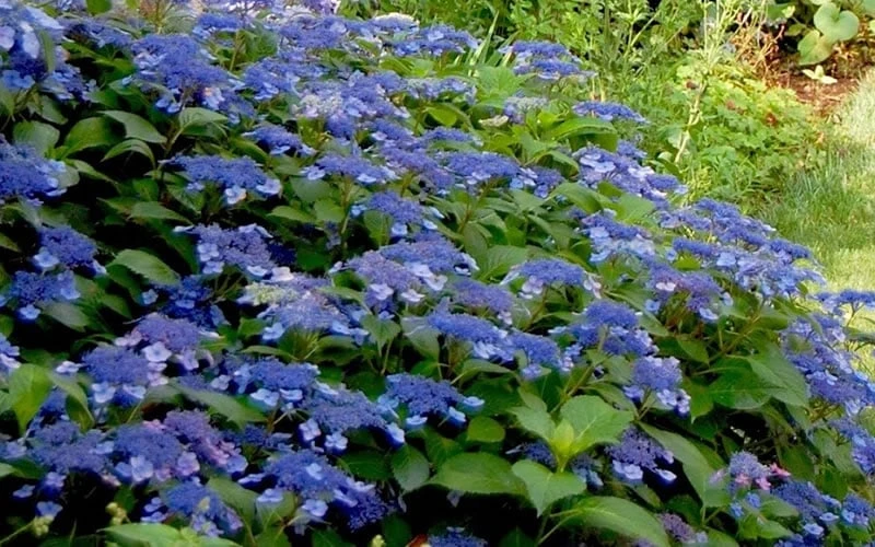 Bluebird Hydrangea - 1 Gallon Pot 6 Bluebird Hydrangea - 1 Gallon Pot - Image 4