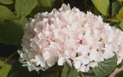Blushing Bride Endless Summer Hydrangea - 2 Gallon Pot -Flowers World Shop Hydrangea Blushing Bride 2
