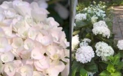 Blushing Bride Endless Summer Hydrangea - 2 Gallon Pot -Flowers World Shop Hydrangea Blushing Bride