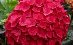 Cardinal Red Hydrangea - 6 Pack Of 1 Gallon Pots -Flowers World Shop Hydrangea Cardinal