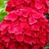 Cardinal Red Hydrangea - 6 Pack Of 1 Gallon Pots -Flowers World Shop Hydrangea Cardinal Red BS