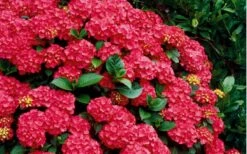Cardinal Red Hydrangea - 3 Gallon Pot -Flowers World Shop Hydrangea Cardinal Shrub In Bloom 2