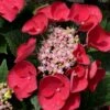 Cherry Explosion Hydrangea - 3 Gallon Pot -Flowers World Shop Hydrangea Cherry Explosion 1