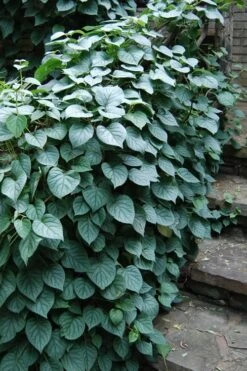 Moonlight Climbing Hydrangea - 5 Gallon Pot -Flowers World Shop Hydrangea Climbing Moonlight 2 2