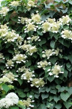 Moonlight Climbing Hydrangea - 1 Gallon Pot 20 Moonlight Climbing Hydrangea - 1 Gallon Pot -Flowers World Shop Hydrangea Climbing Moonlight 3