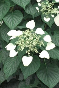 Moonlight Climbing Hydrangea - 1 Gallon Pot 16 Moonlight Climbing Hydrangea - 1 Gallon Pot -Flowers World Shop Hydrangea Climbing Moonlight 5