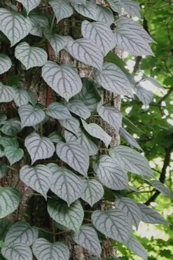 Moonlight Climbing Hydrangea - 2 Gallon Pot -Flowers World Shop Hydrangea Climbing Moonlight 6 1