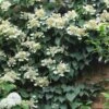 Moonlight Climbing Hydrangea - 2 Gallon Pot -Flowers World Shop Hydrangea Climbing Moonlight 9 1