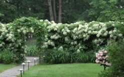 Moonlight Climbing Hydrangea - 1 Gallon Pot 22 Moonlight Climbing Hydrangea - 1 Gallon Pot -Flowers World Shop Hydrangea Climbing Petiolaris 16
