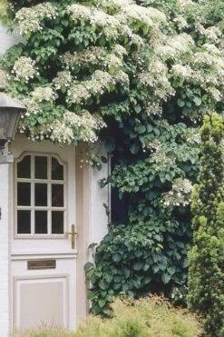 Moonlight Climbing Hydrangea - 2 Gallon Pot -Flowers World Shop Hydrangea Climbing Petiolaris 17 1