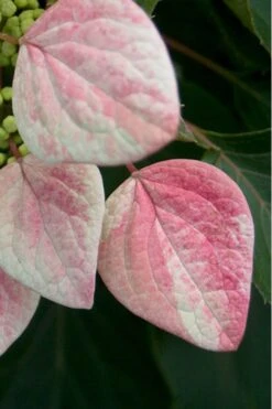 Rose Sensation Pink Climbing Hydrangea Vine - 1 Gallon Pot -Flowers World Shop Hydrangea Climbing Rose Sensation 1 1
