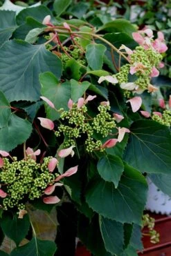 Rose Sensation Pink Climbing Hydrangea Vine - 1 Gallon Pot -Flowers World Shop Hydrangea Climbing Rose Sensation 2 1