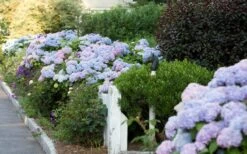 Dear Dolores Hydrangea - 2 Gallon Pot -Flowers World Shop Hydrangea Dear Dolores Garden Planting