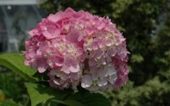 Dear Dolores Hydrangea - 1 Gallon Pot -Flowers World Shop Hydrangea Dear Dolores Pink 1